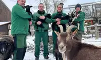 Baby boom w zagrodzie wiejskiej görlitzkiego zoo