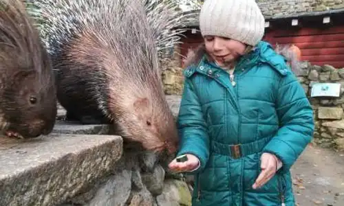 Magiczny czas i obdarowywanie zwierząt 8. grudnia o 14:30 w Naszym Zoo Görlitz-Zgorzelec