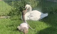 Łabędzie pogryzione przez psy 
