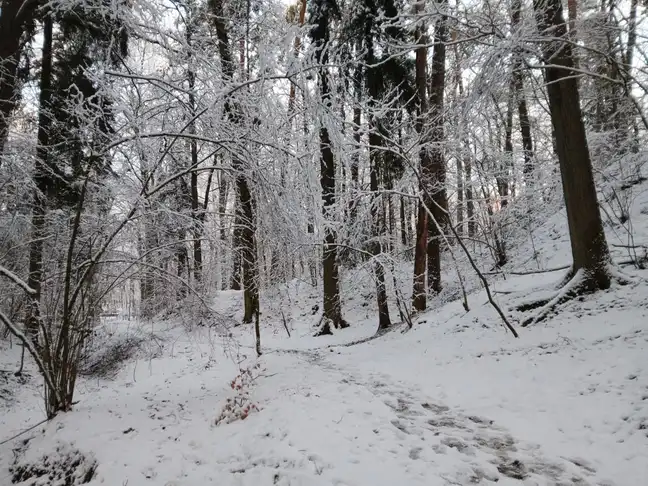 Bolec.Info - zdjęcie