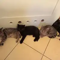 Cztery kocięta do oddania