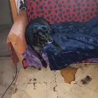 Oddam psa labradora jest grzeczna 